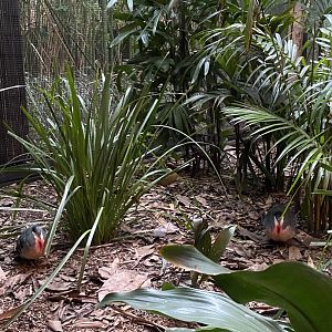 Luzon Bleeding Heart Doves
