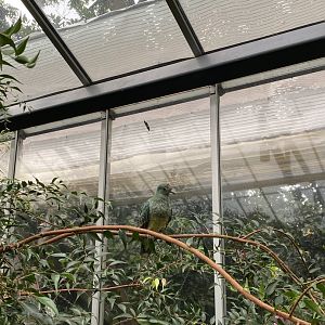 Rose Crowned Fruit Dove