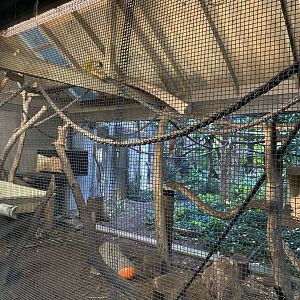 Squirrel Monkey Enclosure