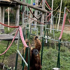Malu - Male Sumatran Orangutan