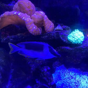 Magnificent Rabbitfish