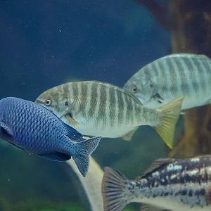 Blacksmith, Zebra Perch, and Kelp Bass