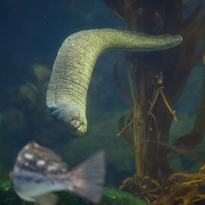 California Moray