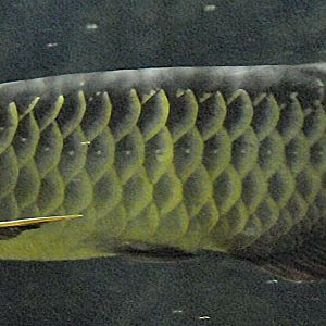 Asian arowana