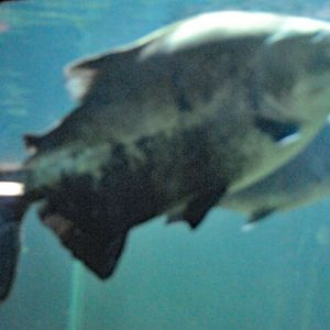 Black Pacu