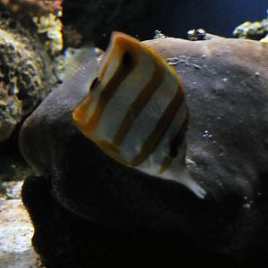 Copperband butterflyfish