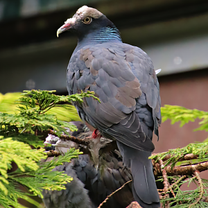 White-crowned pigeon (Patagioenas leucocephala)