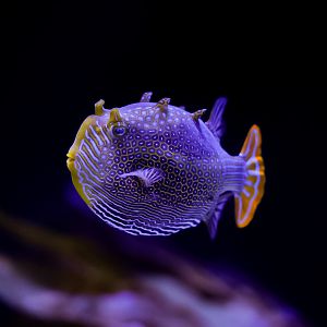 Ornate Boxfish (male)