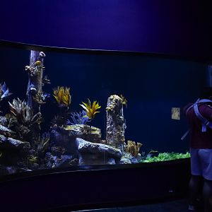 Weedy Seadragon Tank