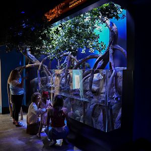 Mangrove Understory Tank