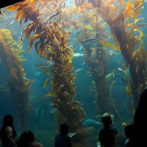 Kelp Forest Tank