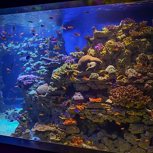 'Living Reef' Tank (Right Side)