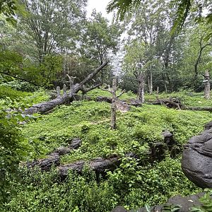 Cincinnati Zoo - Jungle Trails - Orangutan exhibit