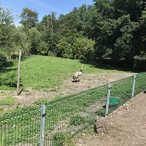 Rhea and chicks (6/26/25)
