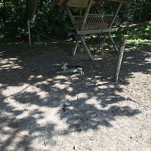 Patagonian Mara (Dolichotis patagonum) (6/26/25)