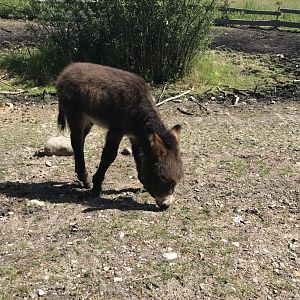 Donkey (Equus africanus asinus) foal (6/25/25)