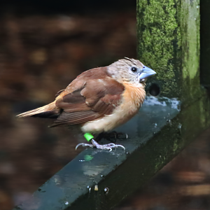 Yellow-rumped mannikin (Lonchura flaviprymna)
