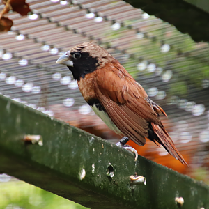 Chestnut-breasted mannikin (Lonchura castaneothorax sharpii)