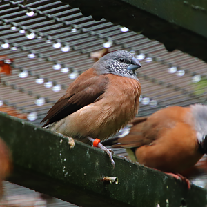 Grey-headed silverbill (Spermestes griseicapilla)