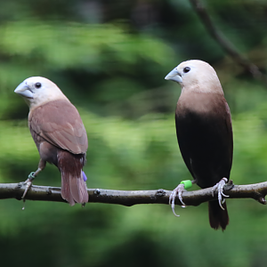 White-headed munia (Lonchura maja)
