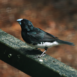 Black-and-white mannikin (Spermestes bicolor)