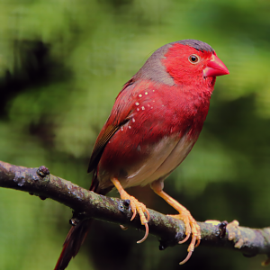 White-bellied crimson finch (Neochmia phaeton evangelinae)