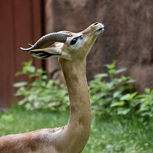 Southern Gerenuk (Litocranius walleri walleri) male looking smug