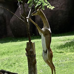 Southern Gerenuk (Litocranius walleri walleri) male browsing bipedally