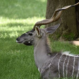 Southern Lesser Kudu (Tragelaphus imberbis australis) male