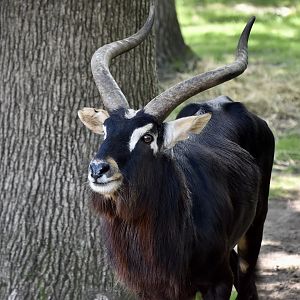 Nile Lechwe (Kobus megaceros) male