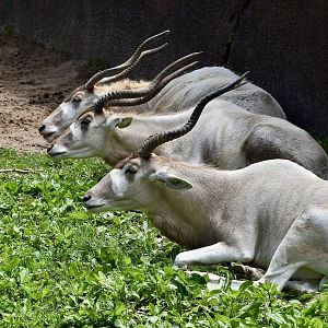 Addax (Addax nasomaculatus) trio in formation