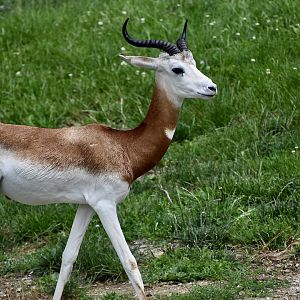 Addra Gazelle (Nanger dama ruficollis)
