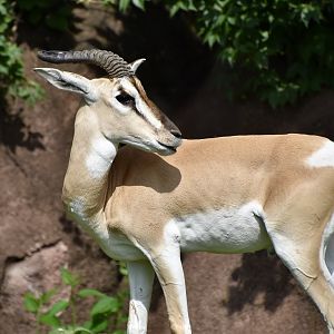Nubian Soemmering's Gazelle (Nanger soemmerringii soemmerringii)