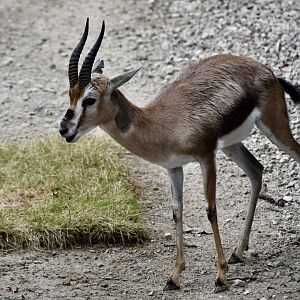 Speke's Gazelle (Gazella spekei)