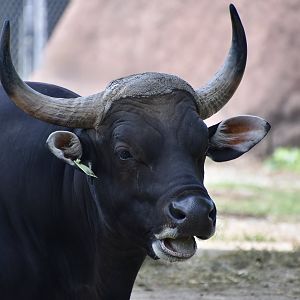 Javan Banteng (Bos javanicus javanicus) male