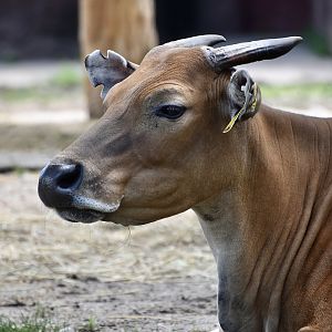Javan Banteng (Bos javanicus javanicus) female