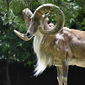 Transcaspian Urial (Ovis vignei arkal) male