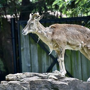 Transcaspian Urial (Ovis vignei arkal) female