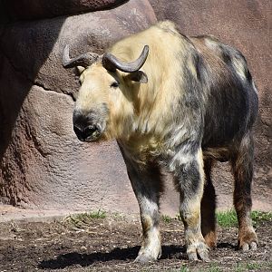 Sichuan Takin (Budorcas taxicolor tibetana)