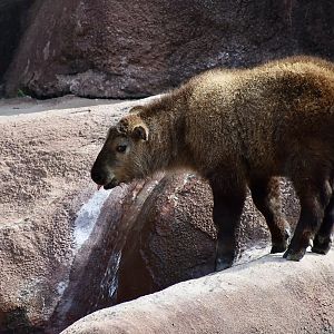 Sichuan Takin (Budorcas taxicolor tibetana) young