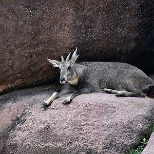 Central Chinese Goral (Naemorhedus griseus arnouxianus)