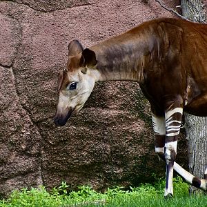 Okapi (Okapia johnstoni) male