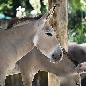 Somali Wild Ass (Equus africanus somaliensis)