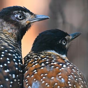 Spotted laughingthrush