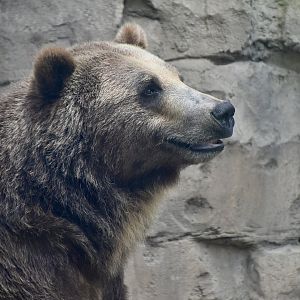 Grizzly Bear (Ursus arctos horribilis)