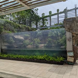 Saltwater Crocodile (Pui Pui) enclosure