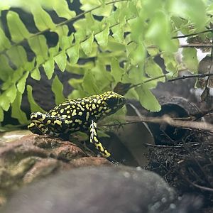 Dart Frog ID? (21.06.25)