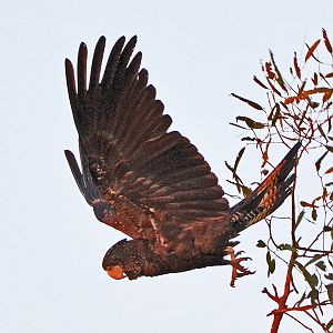 Female Red-tailed black cockatoo