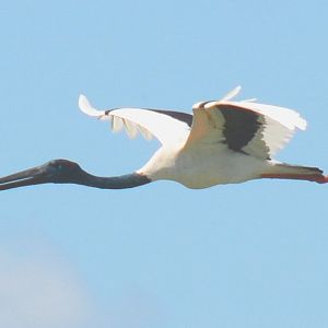 Black-necked stork