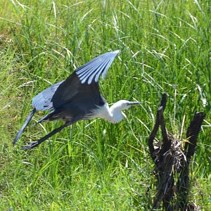 White-necked heron